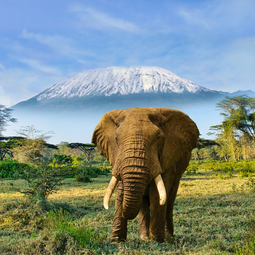 Elephant in Amboseli National Park Infront of Kilimanjaro Mountain